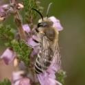 Colletes succinctus.jpg